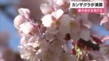 樹齢70年のカンザクラ満開　昭和30年に植樹　戦災復興の桜に足を止め写真撮影する人も　2月末まで見ごろ　徳島市