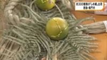 「えび締め」「牛蒡締め」約300種類の「しめ縄」が出荷　徳島・鳴門市