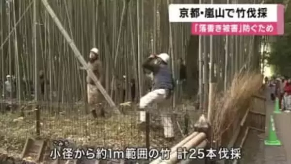 【速報】京都・嵐山で竹林を伐採　竹への落書き被害防ぐため　京都市　今後、伐採範囲を広げるか検討