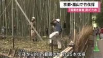 【速報】京都・嵐山で竹林を伐採　竹への落書き被害防ぐため　京都市　今後、伐採範囲を広げるか検討