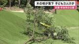「公園で長さ4メートル・直径20センチの木の枝が落下　子ども3人けが　9歳男児は頭を強く打ち重傷か　強風で折れた可能性　京都・宇治市」の画像1