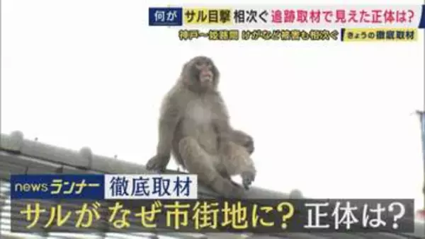 “1匹のサル”が50キロ大移動？兵庫の市街地に相次ぎサル出没　「神戸から明石・加古川経て姫路へ」秋は交尾でメスいる群れに・春には新たな群れを探す“ハナレザル”か