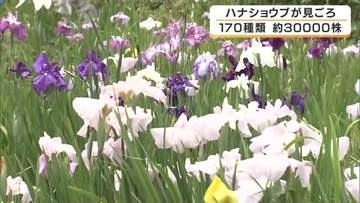 約3万株のハナショウブが見ごろ　30年に棚田を活用して始まった花しょうぶ園　紫や白、ピンクなど170種類　兵庫・佐用町