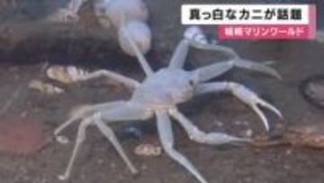 真っ白なカニが話題　公開されたオスの白いズワイガニ　メスの白いセコガニは初確認　兵庫・城崎マリンワールド