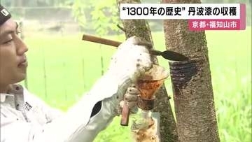 1300年の歴史を持つ「丹波漆」の収穫　京都・福知山市夜久野町　一本の木からコップ一杯分ほどしか採れない貴重な漆　文化財の修復などに使われる