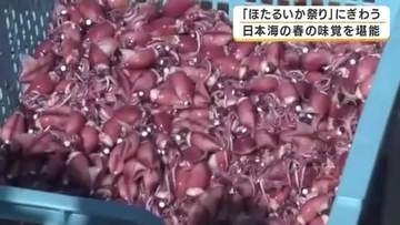 春の味覚が最盛期「ほたるいか祭り」開催　しゃぶしゃぶや軍艦巻きが人気「浜坂のホタルイカが一番おいしい！」　漁は5月中旬まで　兵庫・浜坂漁港