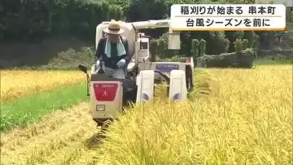 台風シーズンを前に…早くも稲刈り始まる　4月に田植え　黄金色の稲穂を次々収穫　地元の小・中学校の給食にも　和歌山・串本町