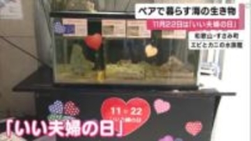 “ふたりで生きる”　寄り添い支え合う海の生き物たち　「いい夫婦の日」特別展示　和歌山・すさみ町