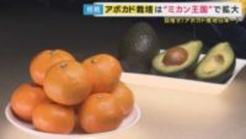 『21世紀末には“日本一の産地”和歌山でミカンが採れなくなる？』温暖化対策しなければ「猛暑で収穫量4割減」の農園も　“森のバター”アボカドが産地を救うか