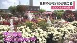 「750種類・約3300株が開花　色鮮やかなバラが満開　開花は例年より早め　赤・黄・ピンクの花々が園内を埋め尽くす　兵庫・姫路市」の画像1