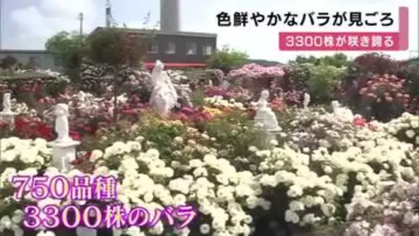 750種類・約3300株が開花　色鮮やかなバラが満開　開花は例年より早め　赤・黄・ピンクの花々が園内を埋め尽くす　兵庫・姫路市
