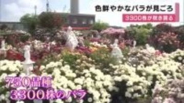750種類・約3300株が開花　色鮮やかなバラが満開　開花は例年より早め　赤・黄・ピンクの花々が園内を埋め尽くす　兵庫・姫路市