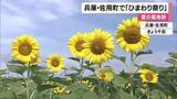 「「こんな広いところでヒマワリがきれいに見られるので好き」兵庫・佐用町に夏の風物詩「ヒマワリ畑」がオープン　町内3カ所で計56万本が見られる予定」の画像1