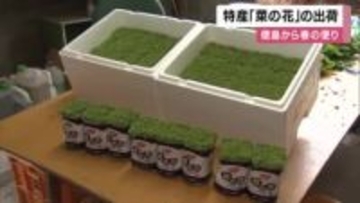 春を告げる「菜の花」出荷が最盛期　雪の被害なく品質は良好　1日6000束が関西方面へ　ほろ苦い春の味覚が食卓に　徳島市