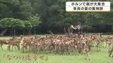 「夏の風物詩「なつの鹿寄せ」が開幕　ホルンの音色で鹿が一斉に駆け寄る　子鹿の愛らしい姿も　130年以上続く伝統行事　奈良市」の画像1