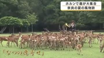 夏の風物詩「なつの鹿寄せ」が開幕　ホルンの音色で鹿が一斉に駆け寄る　子鹿の愛らしい姿も　130年以上続く伝統行事　奈良市