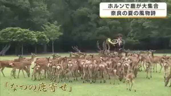 夏の風物詩「なつの鹿寄せ」が開幕　ホルンの音色で鹿が一斉に駆け寄る　子鹿の愛らしい姿も　130年以上続く伝統行事　奈良市