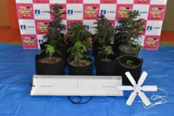 自宅の一室で大麻栽培の疑い　無職の男（69）逮捕　容疑認め「10年ぐらい前から吸っていた…」　種の”入手先”の友人も逮捕　奈良県警