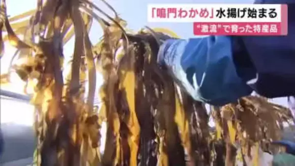 ”激流”が育てた特産品　「鳴門わかめ」水揚げ始まる