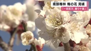 南部梅林で梅の花見ごろ　七分咲きから八分咲きに　和歌山・みなべ町