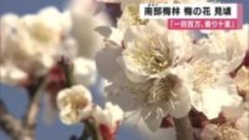 南部梅林で梅の花見ごろ　七分咲きから八分咲きに　和歌山・みなべ町