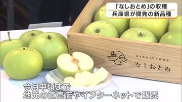 兵庫生まれの新しいナシ「なしおとめ」収穫始まる　特徴は“種が少なく食べる部分が多い”　5年前に子どもたちが植えた苗木も立派に成長