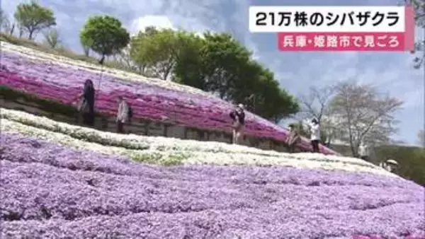 ２１万株のシバザクラ見ごろ　例年より１週間早く　今月２４日と２５日にはライトアップ