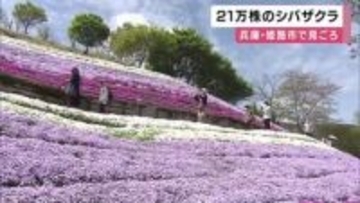 ２１万株のシバザクラ見ごろ　例年より１週間早く　今月２４日と２５日にはライトアップ