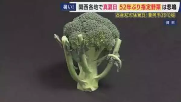 「売り上げは50万円くらい見込んでいたけど7～8万円。初めての経験で想定外」とブロッコリー農家　“早すぎる”暑さで生育進みすぎピンチ　今年初めて近畿で猛暑日