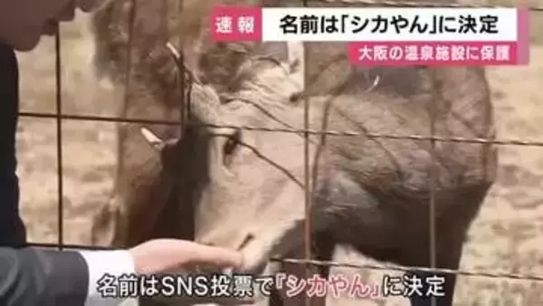「「シカやん」と命名　大阪市内などで目撃相次いだ「迷いシカ」　大阪府・吉村知事たち参加し命名式　奈良・山下知事からは「鹿せんべい」などの差し入れも」の画像