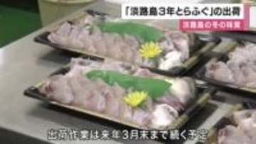 冬の味覚の王者「３年とらふぐ」出荷ピーク　甘みとコクが凝縮された味わい　１年長く育てた美味しさが全国へ　兵庫・淡路島