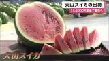 「重さ10キロ超えも…夏の味覚「大山スイカ」出荷開始　シャキシャキ食感と例年通りの甘さが自慢　1玉4000円前後で販売へ　兵庫・丹波篠山市」の画像1