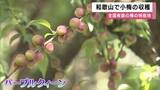 「「梅酒や梅ジュースを楽しんで」　全国有数の梅の産地で小梅の収穫が最盛期　希少品種「パープルクィーン」を一粒ずつ手摘み　和歌山・田辺市」の画像1