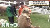 「「暑そうだったけど涼しそう」羊の毛刈りを子どもが体験　きょう4月19日は「飼育の日」　動物とのふれあいで命の大切さ学ぶ　兵庫・ヨーデルの森」の画像1