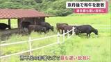 「青々とした牧草を頬張る和牛たち　牧場で放牧始まる　鹿の食害と雨不足で草の生育に遅れ　過去最も遅い放牧開始に　京都・京丹後市」の画像1