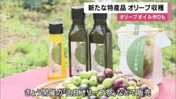 新たな特産品「オリーブ」収穫 フレッシュなオリーブオイルに 例年の倍以上の収穫の見込み