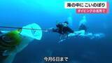「海の中を泳ぐ「こいのぼり」　ダイビング名所で15匹が登場　こどもの日を前にGW限定の水中展示　和歌山・串本町の」の画像1