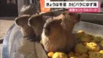 冬至　寒さに弱いカピバラにゆず湯をプレゼント　姫路セントラルパーク