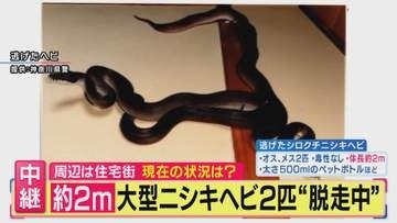 【大型ヘビ捜索中】「近づいたり捕まえようとすると反射的に噛みつくことも」体長2m大型ニシキヘビ2匹“逃走中” 警察官が付近を捜索中　専門家が“習性”を解説　神奈川・川崎市