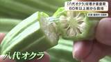 「40度近い気温で育ち良好　八角形以上の形が特徴　60年以上受け継がれる「八代オクラ」収穫が最盛期　兵庫・豊岡市」の画像1