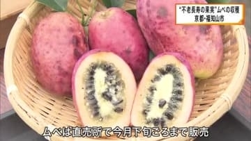 不老長寿の果実といわれるムベ　収穫の最盛期むかえる