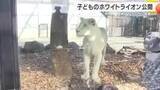 「ホワイトライオン３頭公開　南アフリカから姫路へ」の画像1