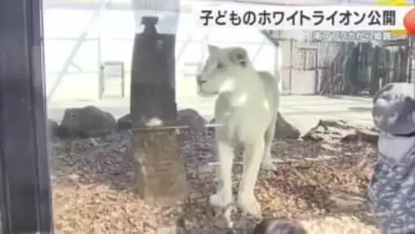 ホワイトライオン３頭公開　南アフリカから姫路へ