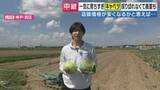 「「今、春キャベツが取れすぎている」　大豊作もこれから価格が高騰する？　冬の温暖化が影響　一斉に収穫期を迎えた春キャベツ　農家「美味しい春キャベツいま食べて！」」の画像1