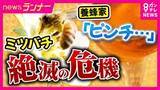 「ミツバチ激減で「イチゴやメロンにたまねぎ」が食べられなくなる？　農作物の受粉に欠かせない存在が絶滅危機　背景に温暖化による猛暑と寄生虫など　救世主はなんと「ハエ」」の画像1