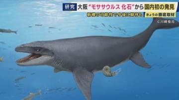 大阪で発掘された“海の王者”「モササウルス」化石　30年越しに“新種”の可能性　17歳でこの世を去った“若き研究者”が礎を築く