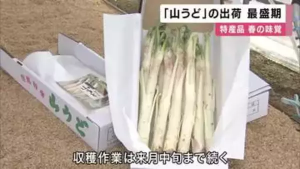 「春の味覚・特産品の「山うど」出荷　最盛期　兵庫・豊岡市」の画像