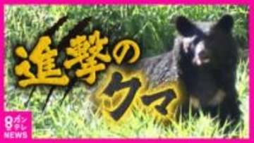嗅覚は犬の8倍　小グマでも“隠した”リンゴの匂いに反応しその場から離れず…“食料ある限り冬眠しない”クマの実態