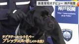 「2歳のラブラドール　麻薬探知犬「プレッツェル号」デビュー　ほんの数秒で麻薬を見事に嗅ぎ当て　神戸港で密輸摘発の任務へ」の画像1