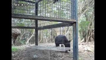 神戸市でクマ出没　センサーカメラが撮影　神戸市内では初の確認　付近のゴルフ場などに注意呼びかけ